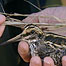 Jack Snipe