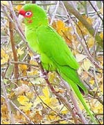 Mitred parakeet