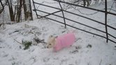 Dog In Pink x...