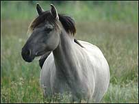 Konig horse Photo: Chris Packham
