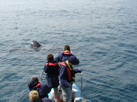 Basking Shark sightings