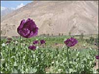 Opium v Afghánistánu