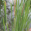 Typha gracilis
