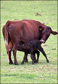 خوسی او اورږه