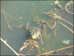 Frog in pond