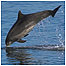 Bottlenose Dolphin c/o STWI