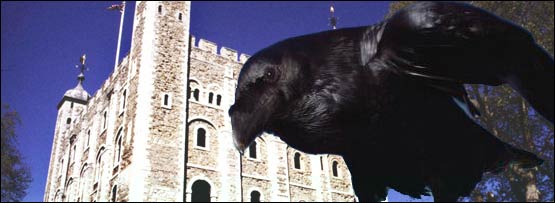 Tower of London raven