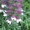 Acanthus