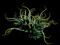 Imagem: MessageLabs.