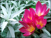 Colchicum by Anne Green-Armytage