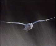 Barn owl in flight
