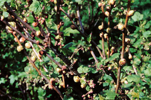 ‘Big buds’ on blackcurrant shoots caused by the Blackcurrant Gall Mite
