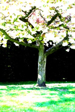 Blossom Tree