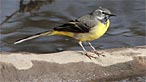 Grey wagtail. Steve B