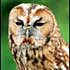 An owl