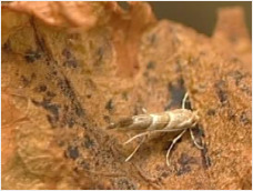 Moth on damaged leaf