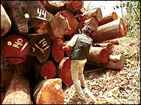 Madeira brasileira confiscada