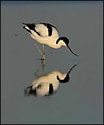 An avocet (RSPB)