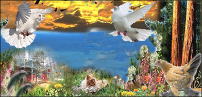 روباه چالباز