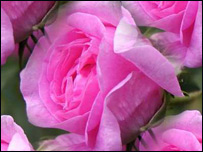 حبيب الرحمن از ولايت ننگرهار