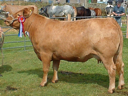 The Champion of the Cattle Section.