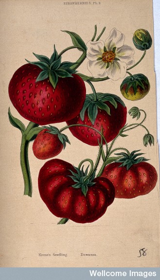 Downton and Keen's Seedlings strawberry drawing