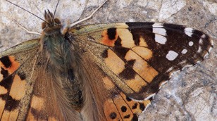 Painted Lady Butterfly by Nature Picture Library