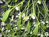 Mistletoe