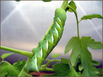 کرم تاک انگور