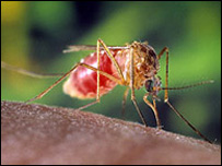 Малярійний комар