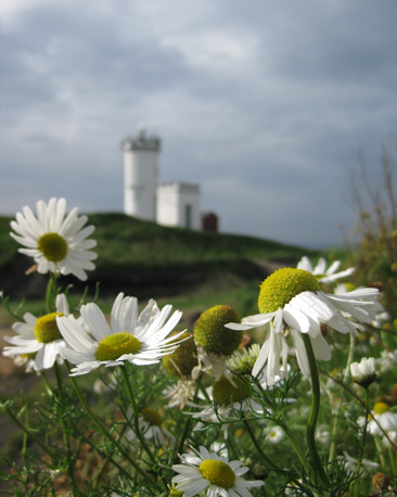This beautiful shot was taken by Stuart Szylak on a recent walk along the Fife coastline. Behind the daisies is Elie Lighthouse during a break in the clouds.
