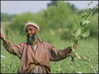 Haşhaş tarlasında bir Afgan
