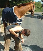 Pic: Grieg puts a shoe on a horse