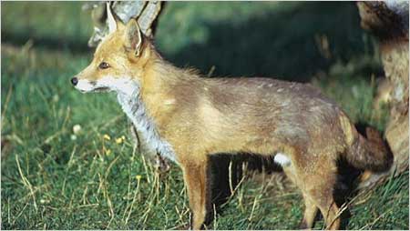 Fox