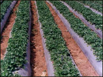 ځمکني توتان