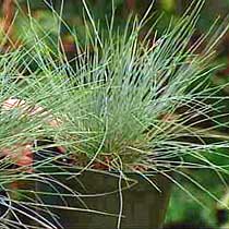Festuca glauca