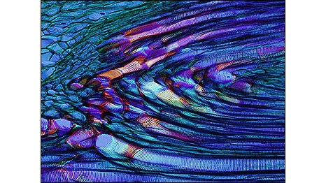 Detalhe do rizoma de samambaia 'Dennstaedtia sp' (Foto: Stephen Lowry/University of Ulster/Cortesia Nikon Small World)