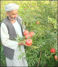  د انار چاودل