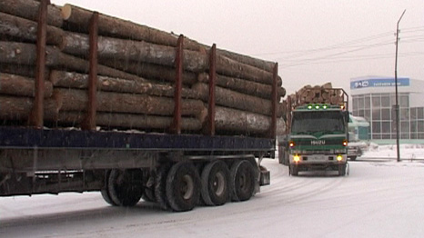 illegal logging from Siberia