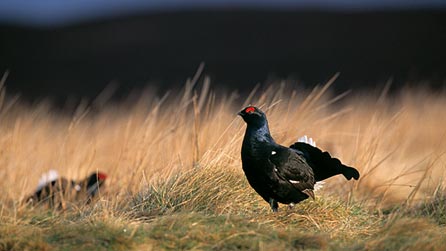 black_grouse_chris_gomer.jpg