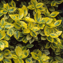 Eunonymus fortunei 'Emerald 'n' Gold'