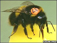 Abelha com etiqueta (foto Nigel Raine)