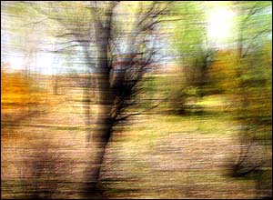 محمدرضا راشد