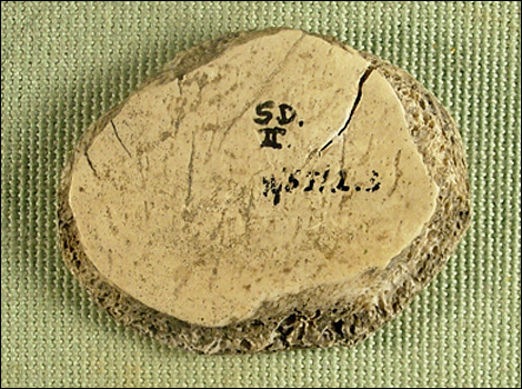 The Wiltshire Heritage Museum and Library