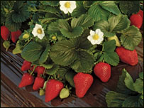 ځمکني توتان