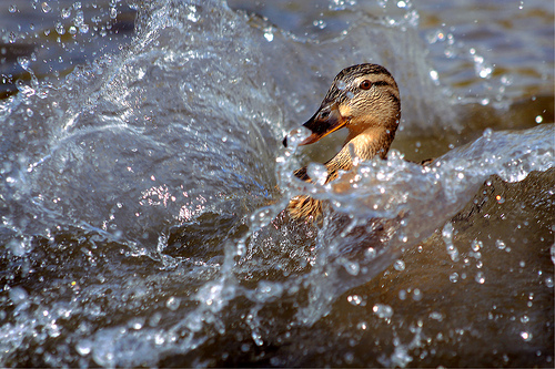 mallard landing on water by Dominic Heard