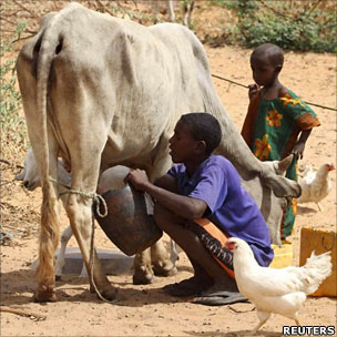 Villager in Somalia with farm animals