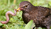 A female blackbird wrestling with an earthworm by Ashley Cohen
