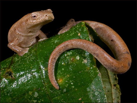 Salamandra do gênero Bolitoglossa (Fotos: Paul S. Hamilton / RAEI.org)