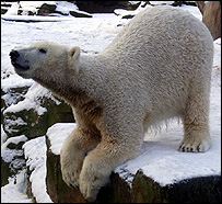 Knut brinca na neve do zoológico de Berlim (Foto: Marcio Damasceno)